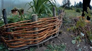 ✨🏡Заборчик декоративный из малины, всегда хотелось попробовать...🍓🍓🍓🍀