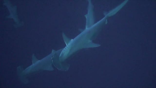 Layang Layang Island Resort