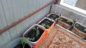 Высадила томаты в емкости и ящики