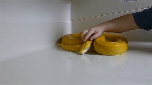 NEO SNAKES DESIGN (Golden Child Purple Albino Coral Glow) смотреть онлайн