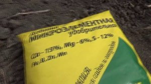 Какие удобрения я добавила в лунку при высадке Томатных Гномов на поднятую грядку?