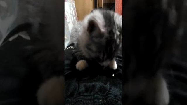 Кот Дима и грецкий орех смотреть онлайн