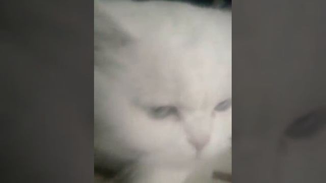 Эта моя кошка зовут Боня она девочка смотреть онлайн