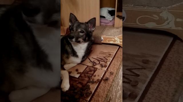 Собака топчет фундук)))