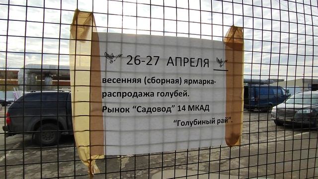 26-27 Апреля 2025г Состоится Ярмарка Голубей на Садоводе 👍 смотреть онлайн