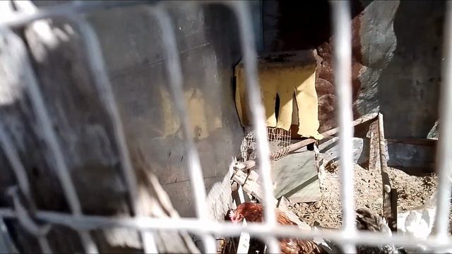 Курочки(С наступающей Пасхой!)