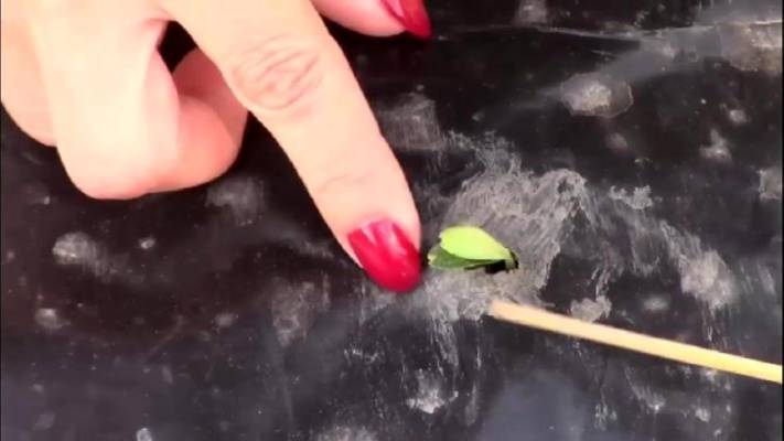 Огурцы на плёнке, первые ростки через пять дней!!! Что обязательно нужно сделать. смотреть онлайн