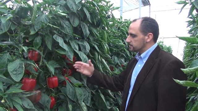 The cultivation peppers for export in Spain смотреть онлайн