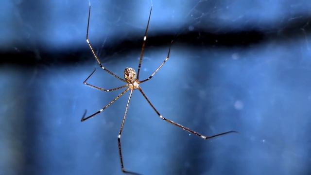 Pholcidae Cellar Spider photography by sita maya Shrestha смотреть онлайн