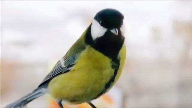 синица смотреть онлайн