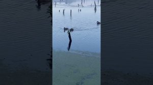 Зарисовка с рыбалки #рыбалка #карась