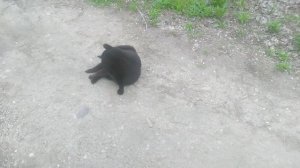 Чёрная кошечка на прогулке
