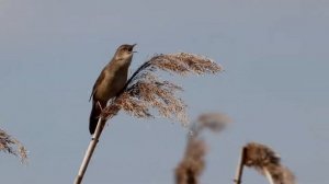 Сверчок соловьиный поет в ветреную погоду. Locustella luscinioides. Птицы Беларуси.