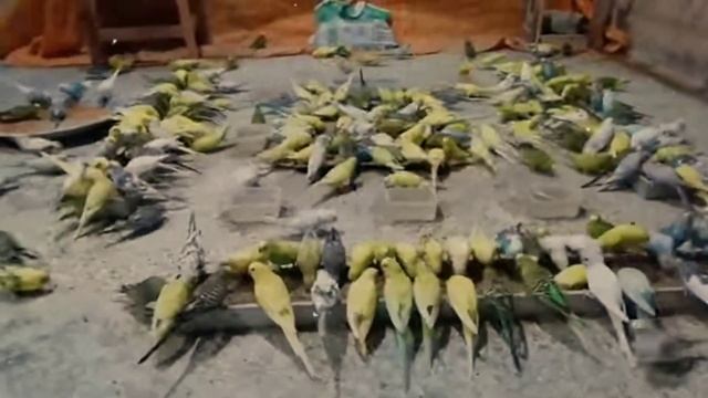 Budgies Red Eyes Black Eyes Par Azadi Offer Sale UpTo50%Off 🤗|| #birds#budgies #pets #petlover #pet смотреть онлайн