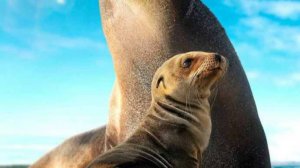 Морские львы Галапагосских островов (Фильм 2025) от Disney+