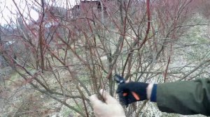 ОБРЕЗКА ГОЛУБИКИ ВЕСНОЙ.