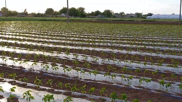Антистресант для перцю. Херсощина, знову штормить.