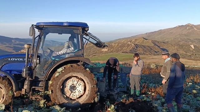 The tractor Lovol 745 is helpless in the cabbage field and T-40 helps смотреть онлайн