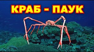 Японский краб паук. Краб гигант. Морские обитатели. Подводный мир