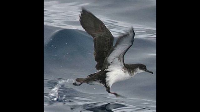 буревестник Малый смотреть онлайн