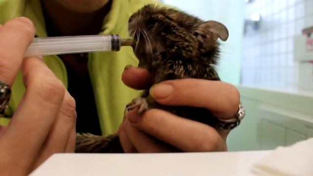 Feeding my degu liquid food смотреть онлайн