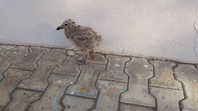 Бежит птенец чайки. Чайка. Малыш чайки. Чаёныш. Птенец 2 смотреть онлайн