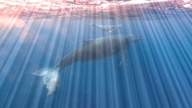 White Noise: Whale Song. Turn On to Help You Sleep / Focus / Relax / Study смотреть онлайн