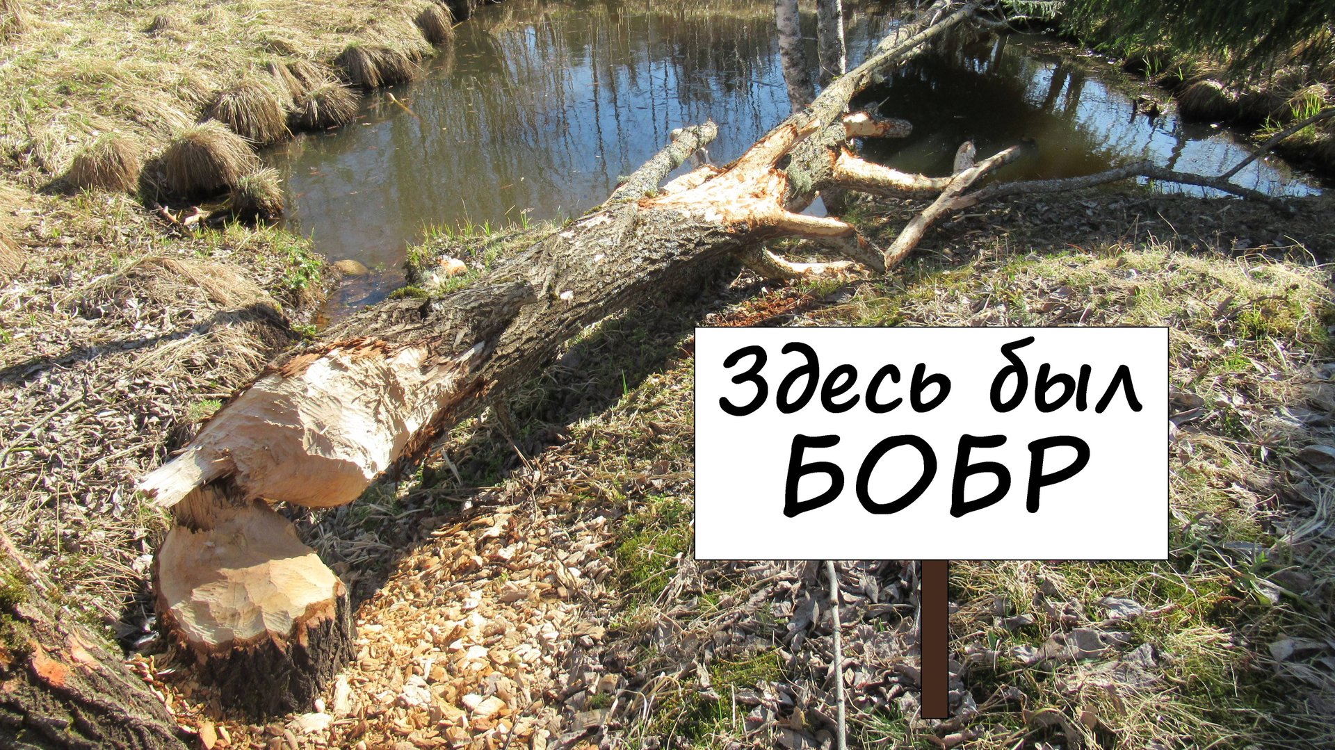Бобр заходил в гости. Приехал весной на дачу, а там вон что... смотреть онлайн
