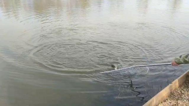 WhatsApp Video 2025-04-18 at 09.52.29 смотреть онлайн