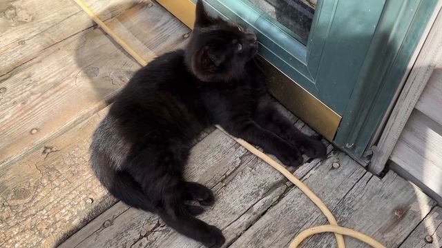 Black Cats Blackie & Big Boy Say This Is Cuteness Overload! смотреть онлайн