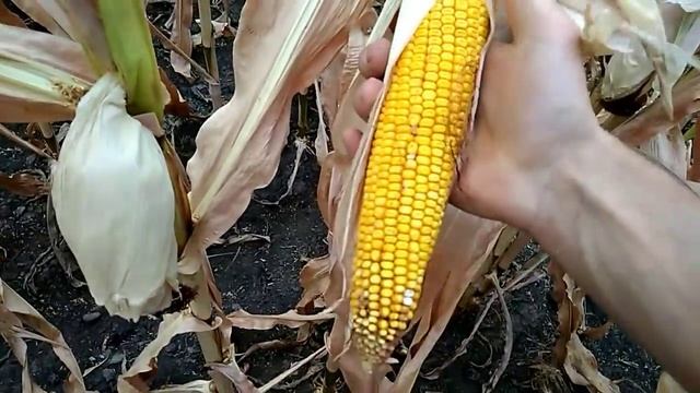 Демо-кукурудзи KWS (Полтавський р-н) смотреть онлайн