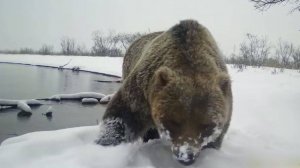 МЕДВЕДИ ВЫХОДЯТ ИЗ СПЯЧКИ