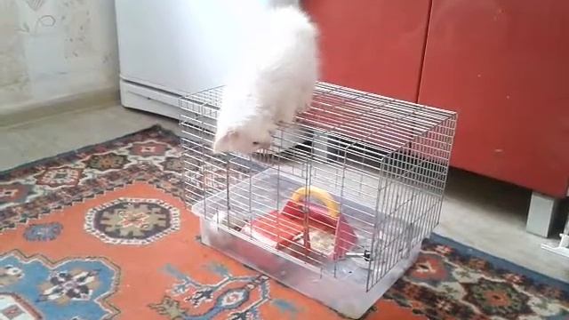 Котик играет с хомяками смотреть онлайн