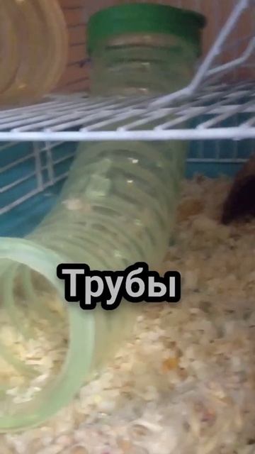 Что есть в клетке у моего хомяка. Что должно обязательно быть в клетке. смотреть онлайн