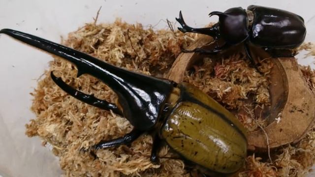 How large Dynastes hercules ?! смотреть онлайн
