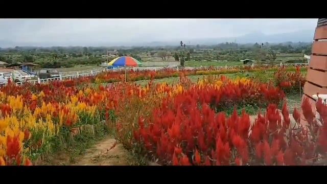 TAMAN SERIBU BUNGA RAYA .ll.WISATA TANEH KARO WONDERFULL INDONESIA смотреть онлайн