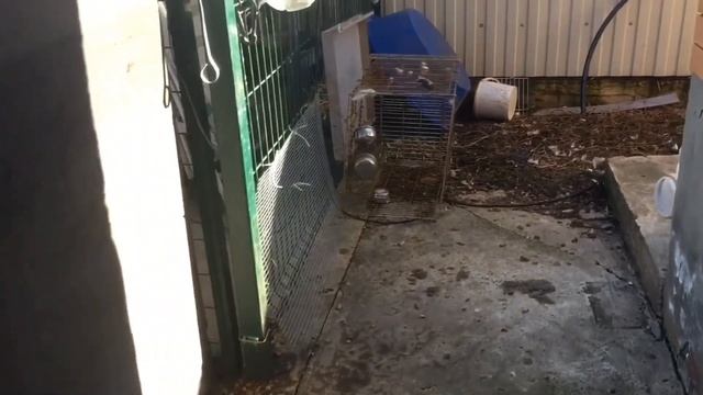 Весна пришла ! Уткам в радость ! смотреть онлайн