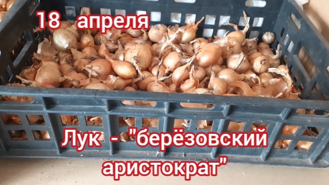 лук "берёзовский аристократ" смотреть онлайн