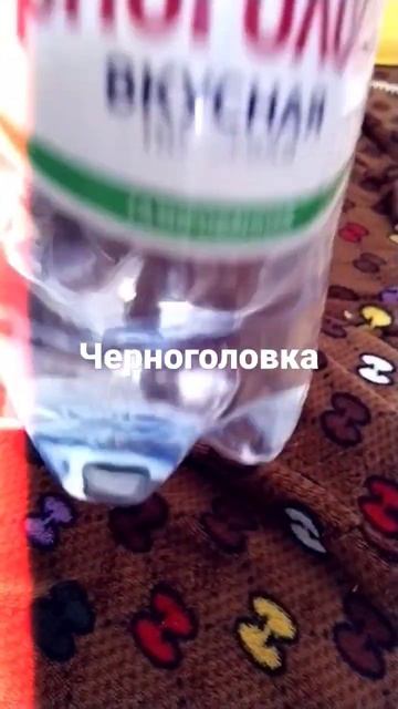 черноголовка вкусная вода смотреть онлайн