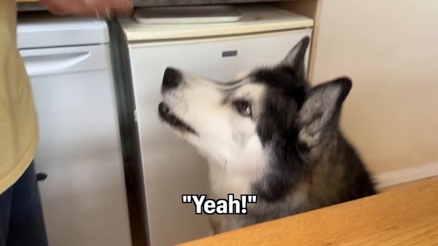Husky Attacked By Fan 3 Times! Argues With Nan About It! смотреть онлайн