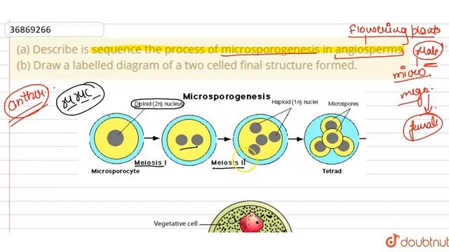 (a) Describe is sequence the process of microsporogenesis in angiosperms. (b) Draw a labelled смотреть онлайн