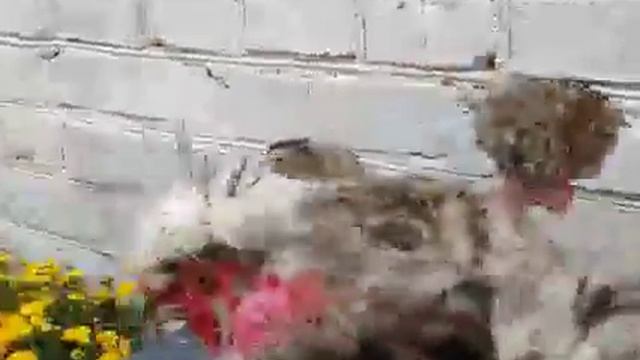 Китайська шовкова - порода курей