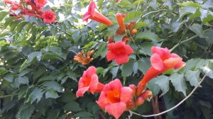 Многолетняя лиана КАМПСИС. Выращивание и уход.