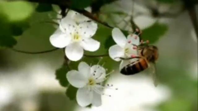 Aire de primavera !! смотреть онлайн