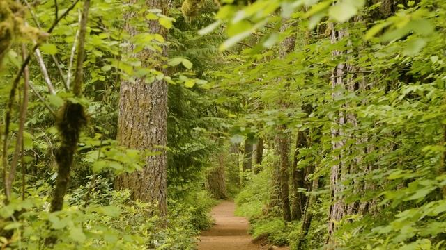 Почувствуйте природу дома. Нежные звуки лесной реки и веселое щебетание птиц смотреть онлайн