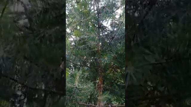 Пение птиц. Синица смотреть онлайн