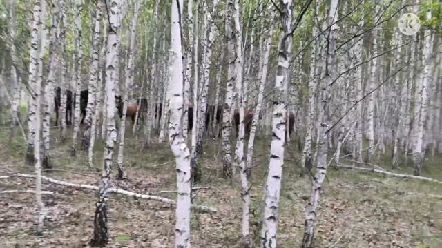 Лошади в лесу прячутся от жары #Лошади, #влесу, смотреть онлайн