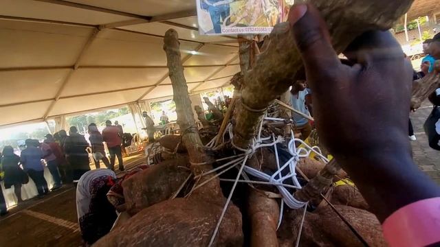 This is the biggest cassava ever, secrets revealed on how to grow it смотреть онлайн