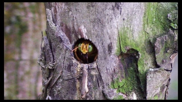 MANGANGÁ - O DONO DO TOCO