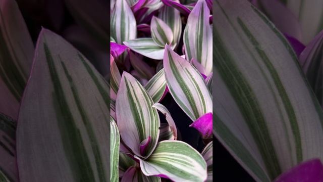 من متطلبات نبتة المكحلة لرعاية جيدة смотреть онлайн